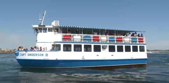 Shell Island Eco Sea-fari Tour & Dolphin Encounter