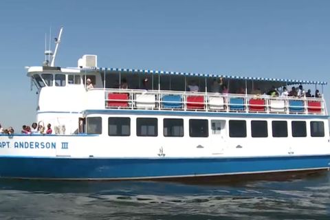 Shell Island Dolphin Sea-fari Boat Tour