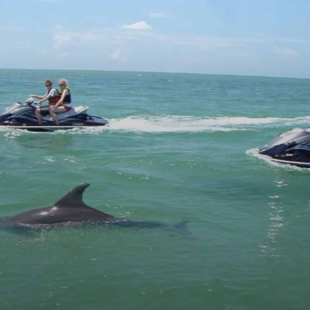 dolphin excursions destin florida