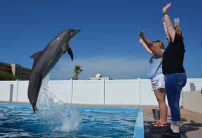 Discover Dolphins Encounter at Gulfarium Marine Adventure Park