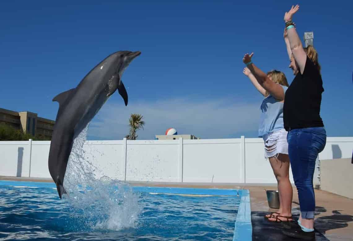 Discover-Dolphins-Encounter-at-Gulfarium-Marine-Adventure-Park