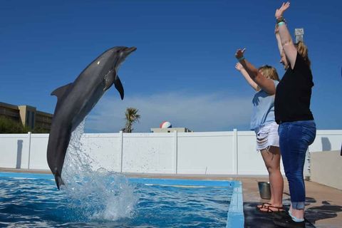 Discover Dolphins Encounter at Gulfarium Marine Adventure Park