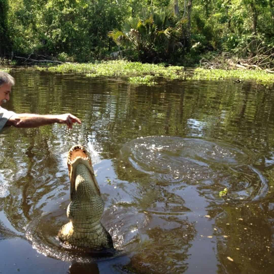 Manchac Swamp Tour with Optional Transportation from New Orleans