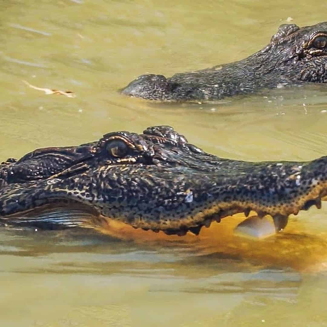 The Cajun Experience - Combo Swamp & Plantation Guided Tour with