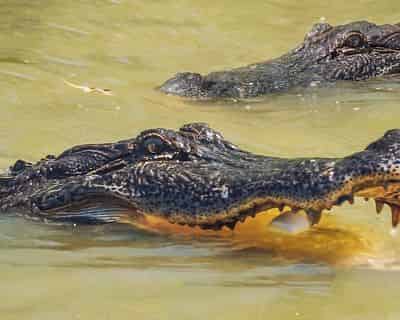 The Cajun Experience - Combo Swamp & Plantation Guided Tour with Transportation From New Orleans