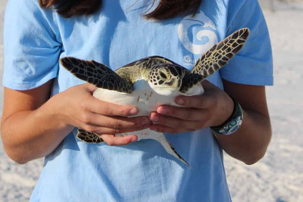 Discover-Turtles-Encounter-at-Gulfarium-Marine-Adventure-Park