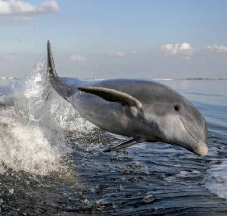 Dolphin Express Shell Island Dolphin & Sunset Tours - TripShock!