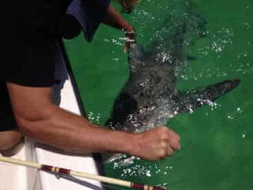 Private Destin Shark Fishing with Reel Deal Charters