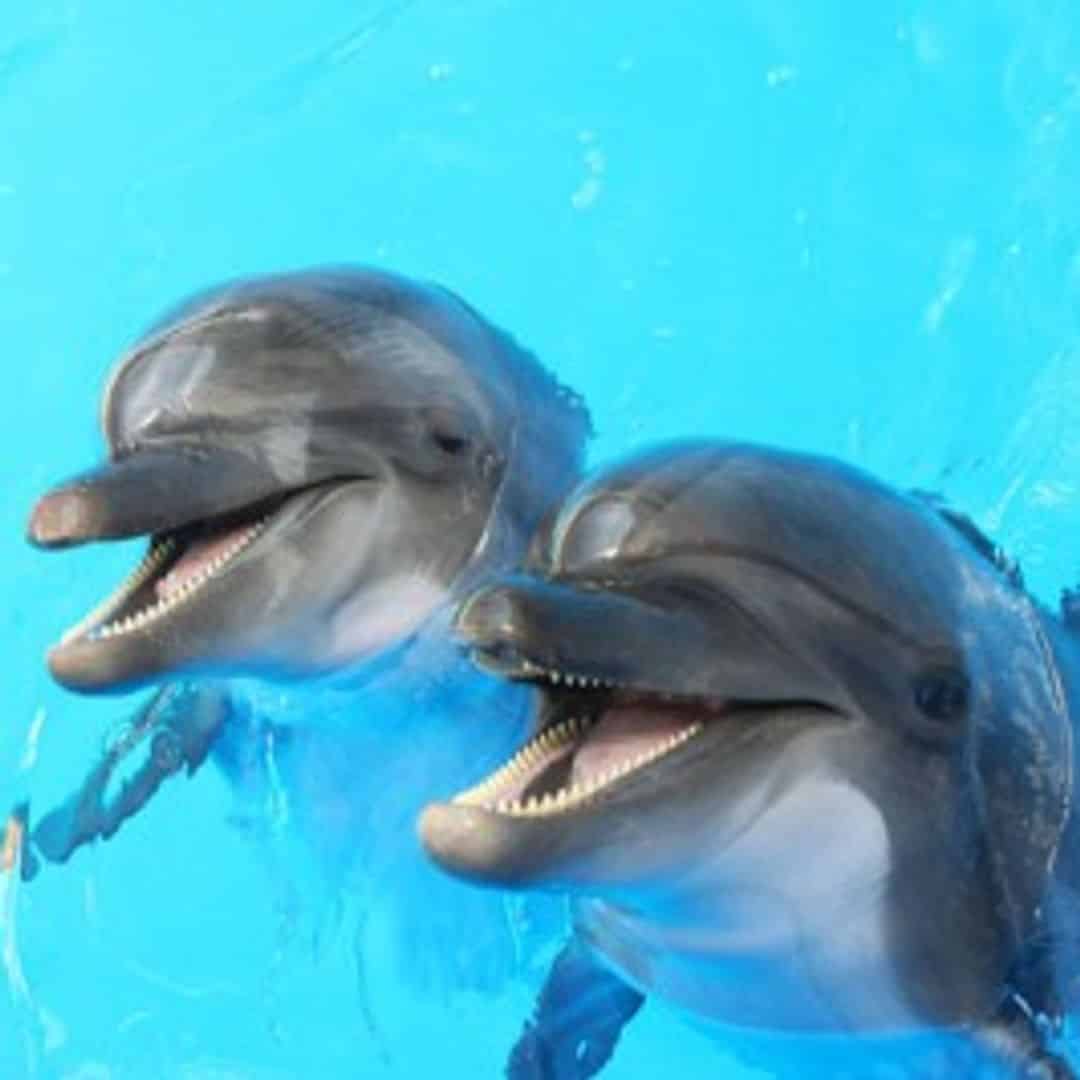 Dolphin Discovery at Shell Island TripShock!