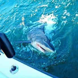 Private Shark Fishing Excursion Aboard the Big Deal