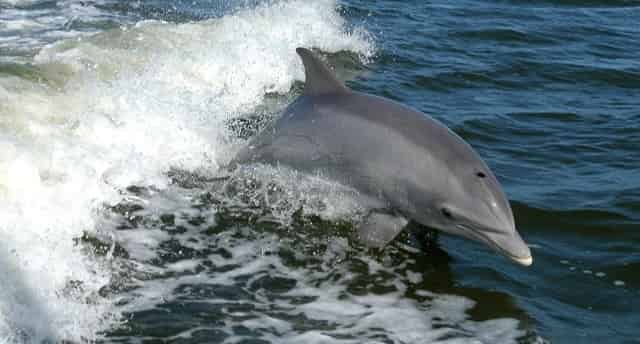 Gulf-Island-Charters-Private-Daytime-Dolphin-Sightseeing-Cruise