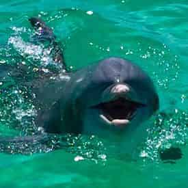 2 Hour Snorkel & Dolphin Experience with Wild Dolphin Tours