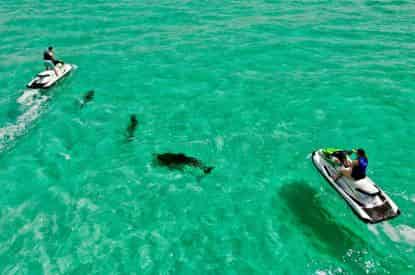 Xtreme H2o Destin Crab Island Jet Ski Dolphin Tour