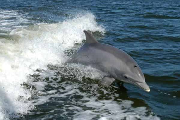 Gulf-Island-Charters-Private-Dolphin-Sunset-Cruise