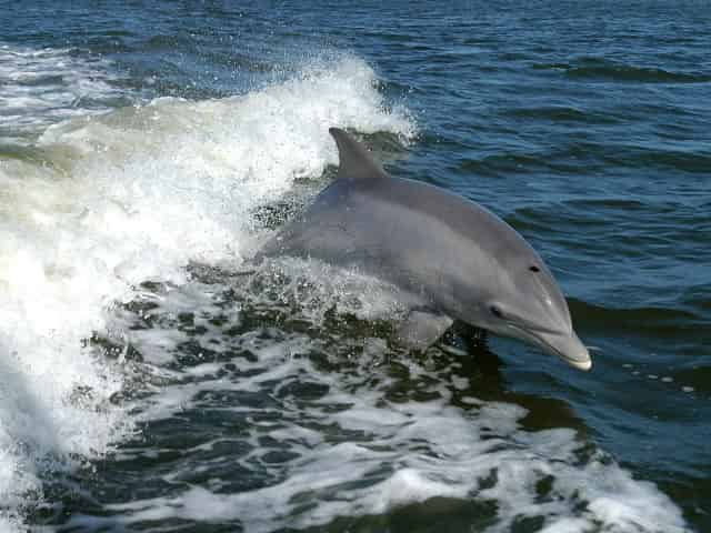 Gulf-Island-Charters-Private-Dolphin-Sunset-Cruise