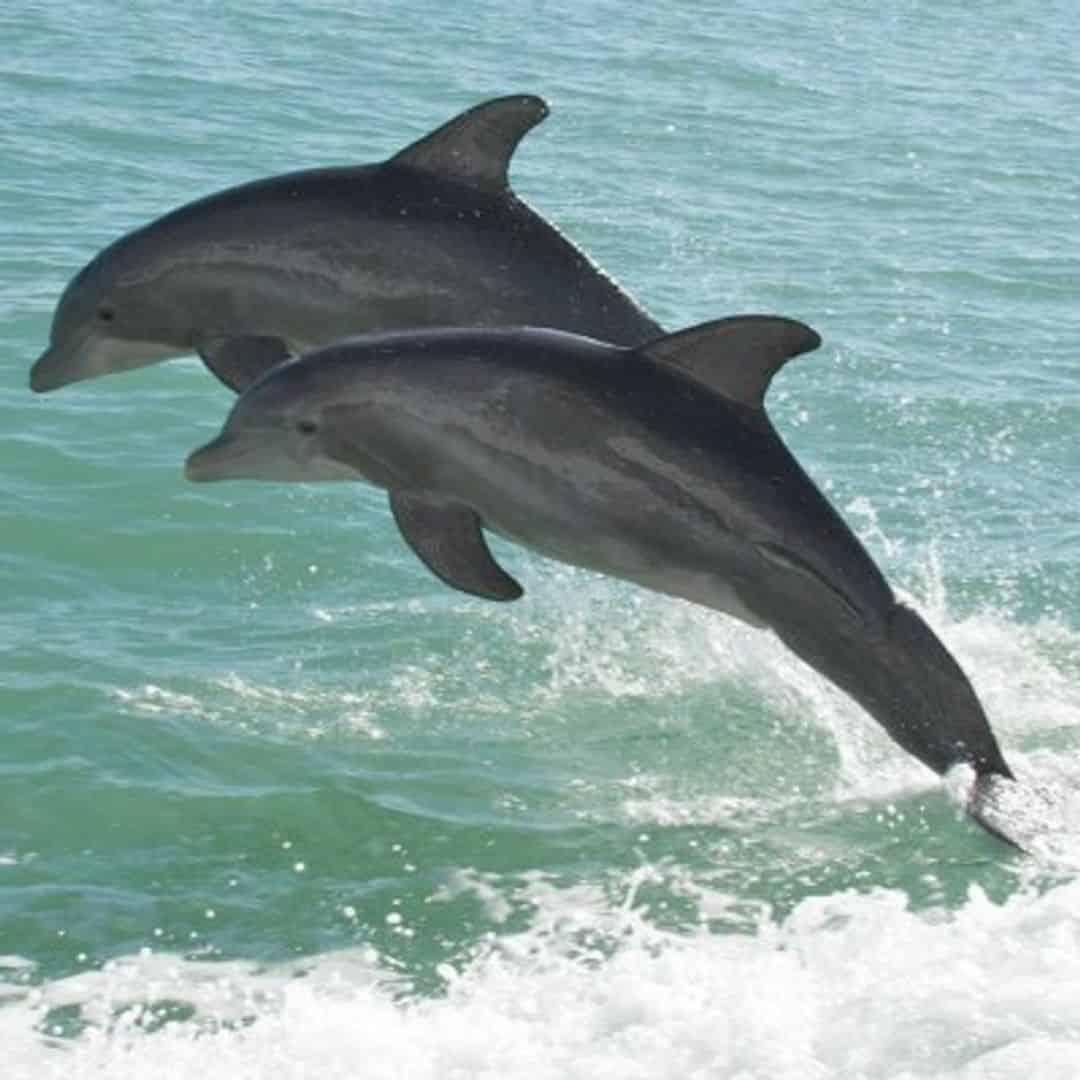 dolphin cruise pensacola fl