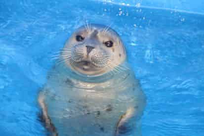 Harbor Seal Encounter at Gulf World Marine Park