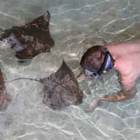 Stingray Snorkel at Gulf World Marine Park