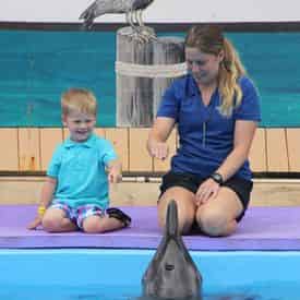 Rough-toothed Dolphin Meet N Greet at Gulf World Marine Park
