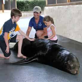 Sea Lion Meet N Greet at Gulf World Marine Park