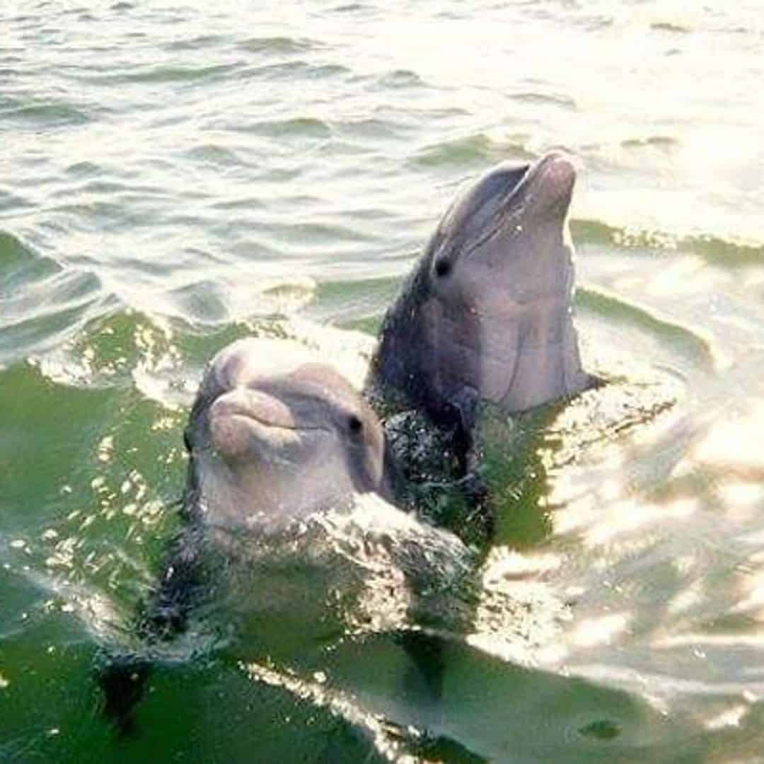 Small Group Dolphin and Eco-Tour Experience - Panama City Beach 