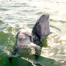 Small Group Dolphin and Eco-Tour Experience - Panama City Beach