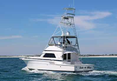 Private Dolphin Cruise with Into The Blue