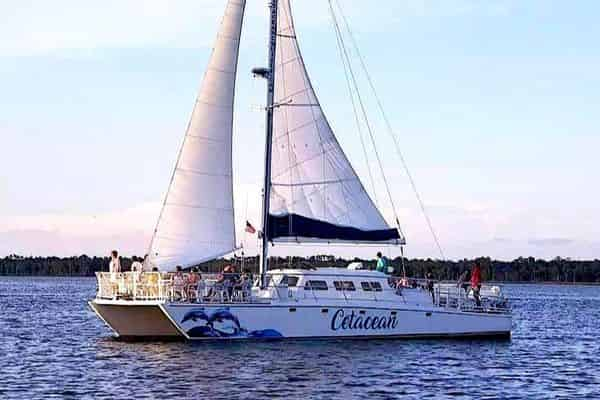 Choosing the Dolphin Cruise that is right for you! – Caribe Marina