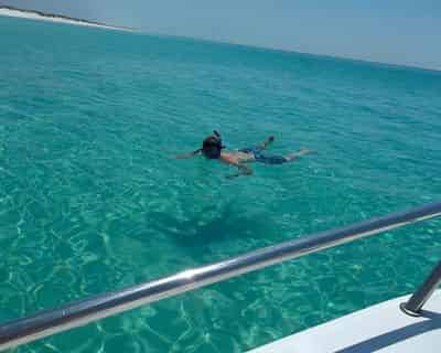 Dolphin & Snorkel Adventure With Panama City Dolphin Tours & More
