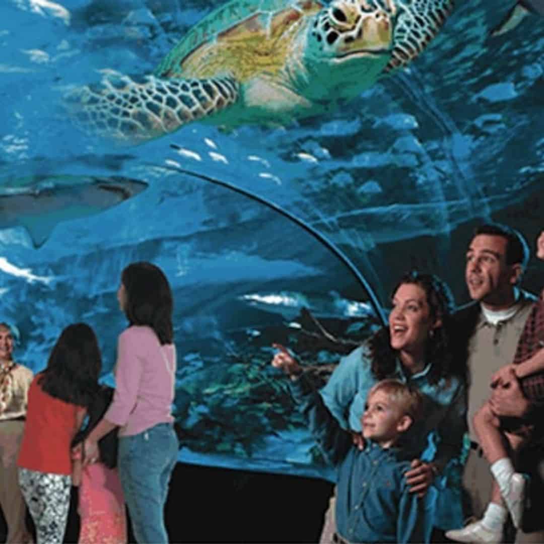 Ripley's Aquarium of Myrtle Beach - Ripley S Aquarium Of Myrtle Beach