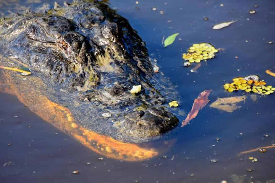 jean lafitte swamp tour groupon