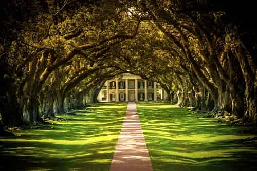Oak-Alley-or-Laura-Plantation-Tour-From-New-Orleans-By-Southern-Style-Tours