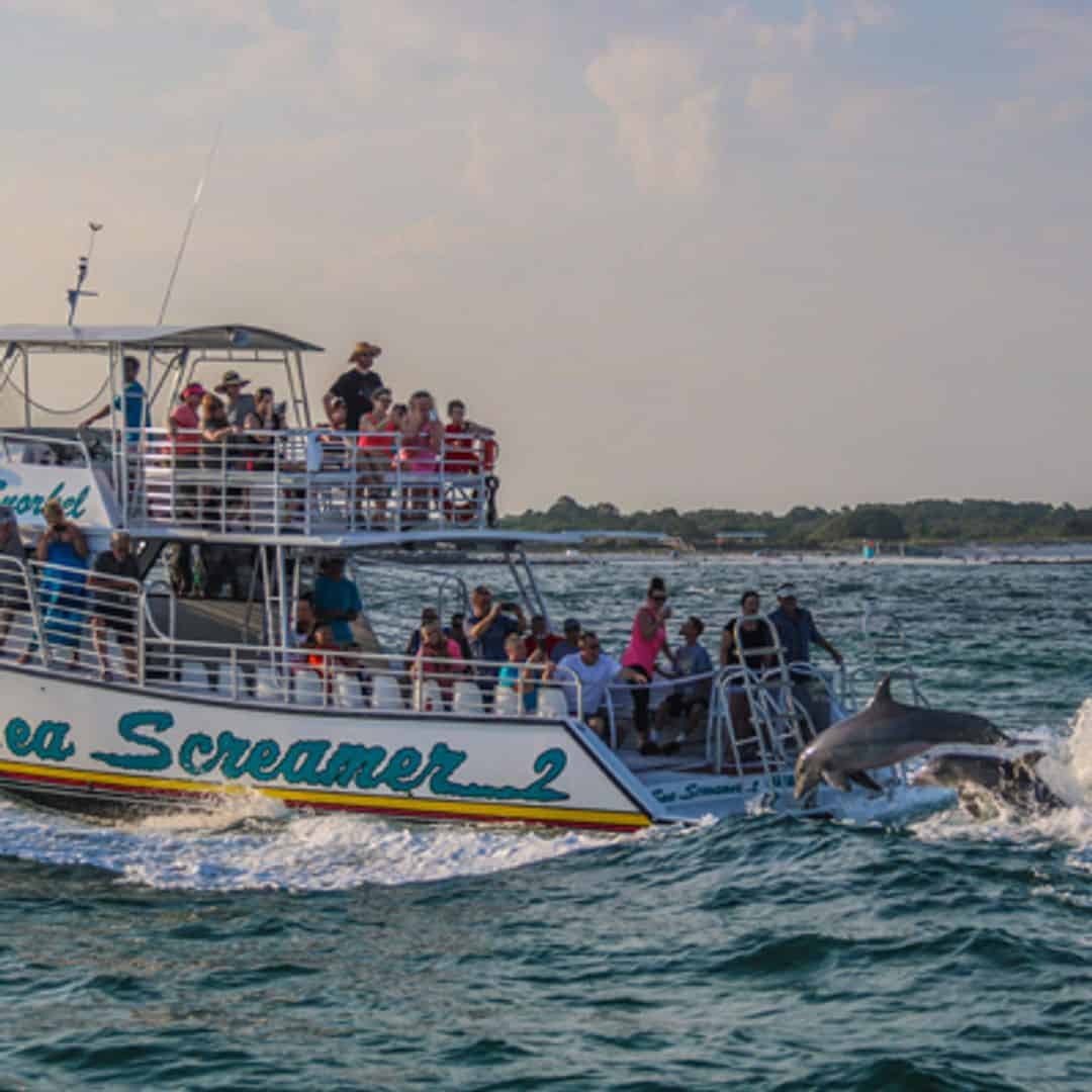 dolphin cruise