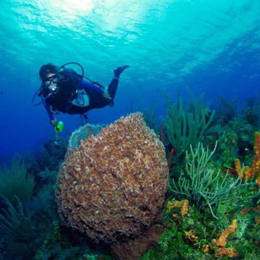 Beginner Scuba Diving Tour in the Florida Keys TripShock!