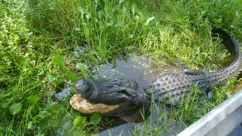 Grand Tour: Two Plantations, Lunch & Covered Swamp Boat Tour with Transportation from New Orleans