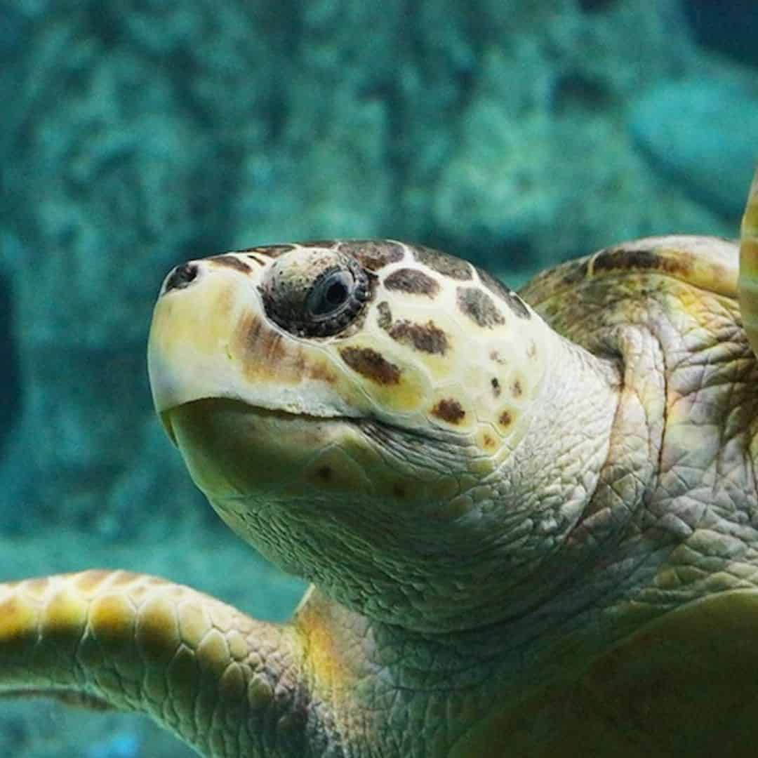 Sea Turtle Conservation Program - The Florida Aquarium