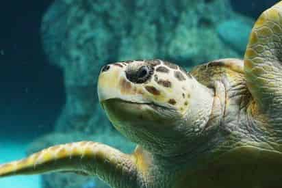 The Florida Aquarium