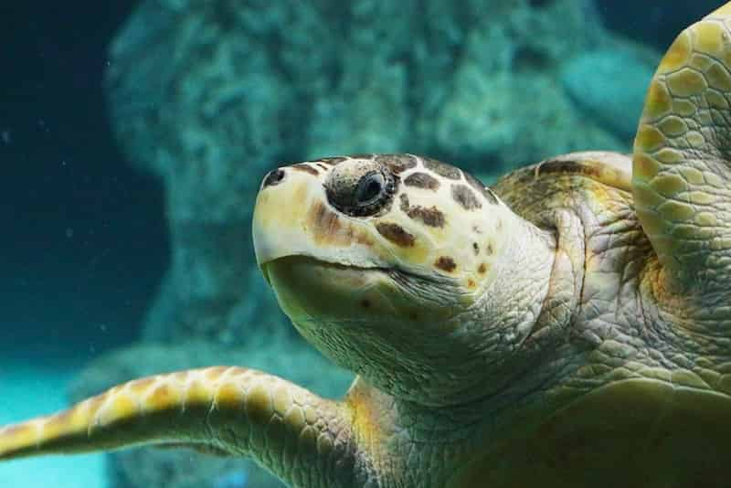 The-Florida-Aquarium