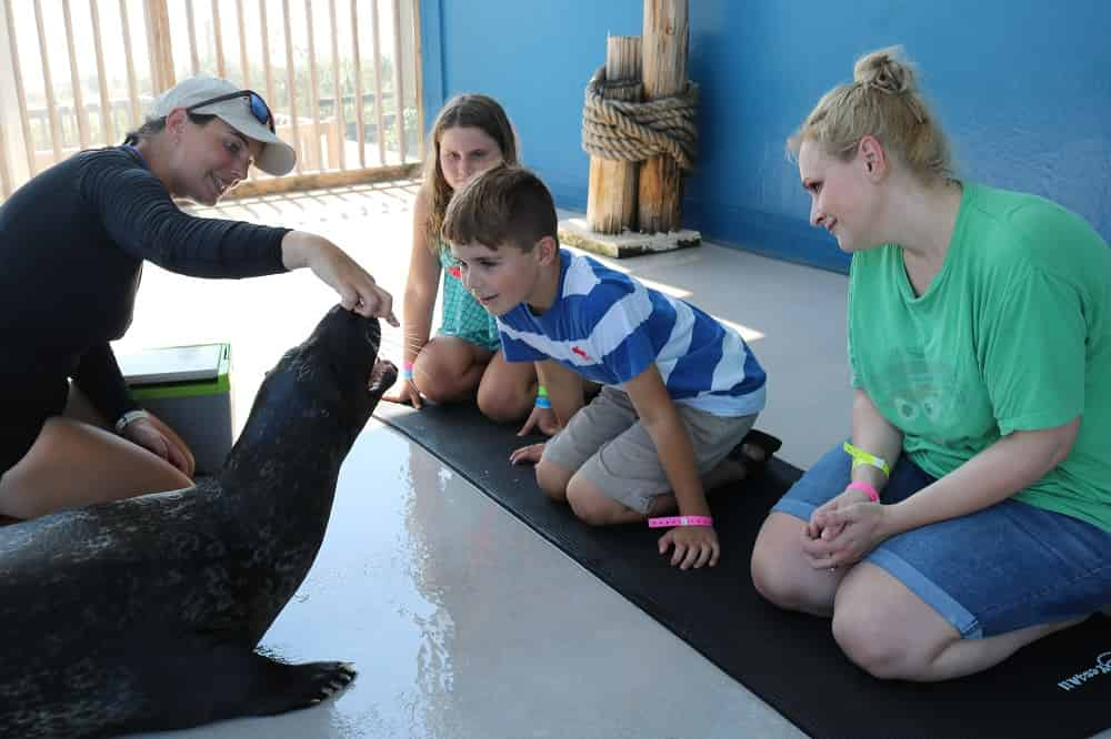 Discover-harbor-Seals-at-Gulfarium-Marine-Adventure-Park