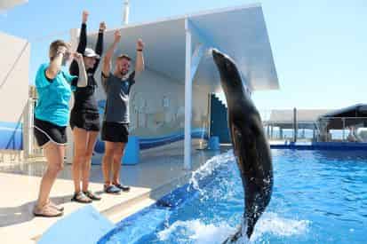 Discover Sea Lions at Gulfarium Marine Adventure Park