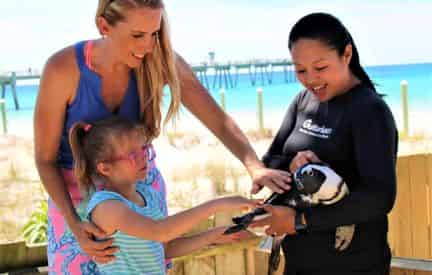 Discover Penguins at Gulfarium Marine Adventure Park