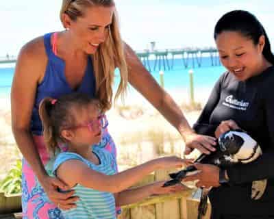 Discover Penguins at Gulfarium Marine Adventure Park