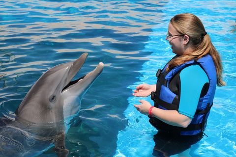 VIP "Trainer for a Day" Experience at Gulfarium Marine Adventure Park