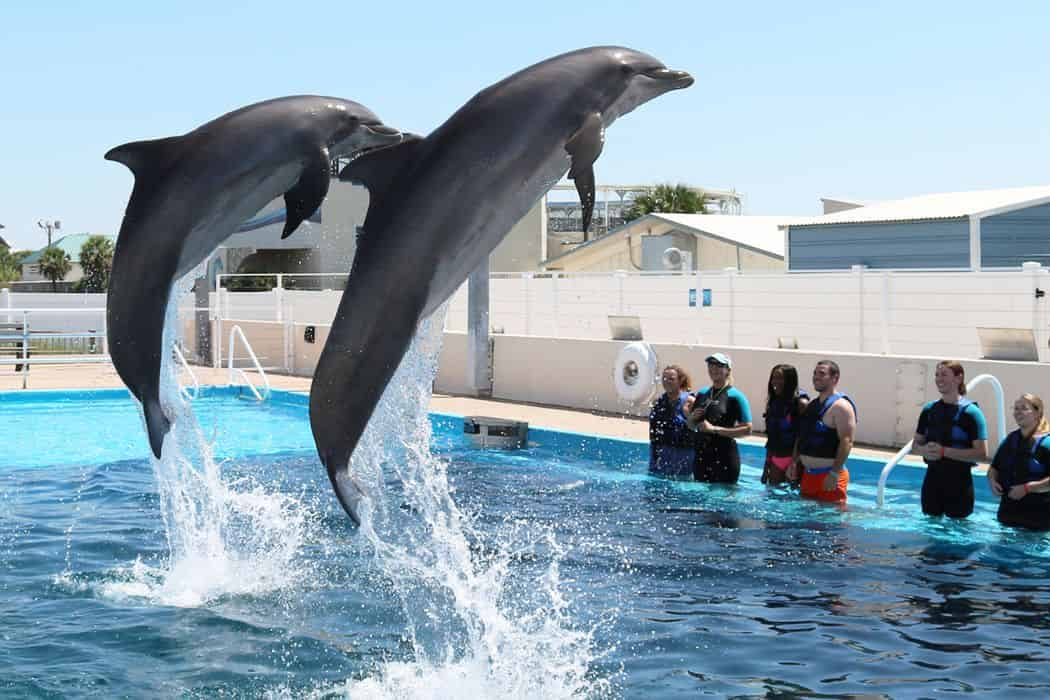 Dolphin Splash Encounter at Gulfarium Marine Adventure Park - TripShock!