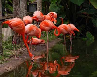 Tropical Botanical Garden & Everglades Wildlife Sanctuary at Flamingo Gardens