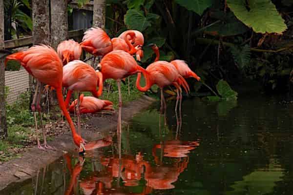 Tropical-Botanical-Garden-and-Everglades-Wildlife-Sanctuary-at-Flamingo-Gardens