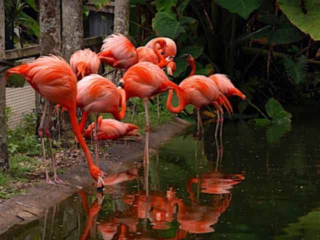 Flamingo Gardens Admission Tickets