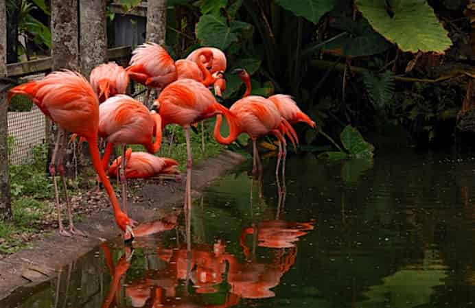 Tropical-Botanical-Garden-and-Everglades-Wildlife-Sanctuary-at-Flamingo-Gardens