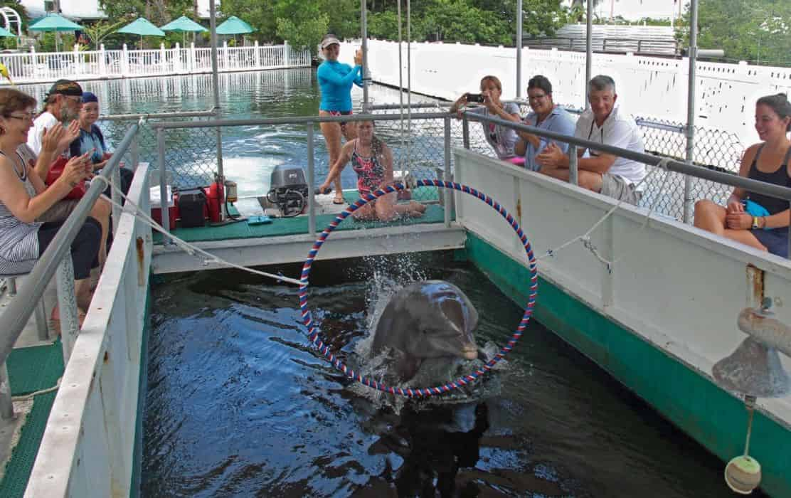 dolphin research center