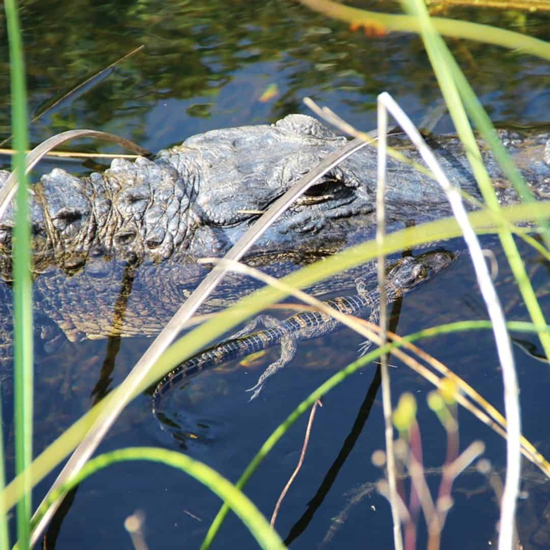 Cajun Pride Swamp Tours with Lunch by United Front Transportation